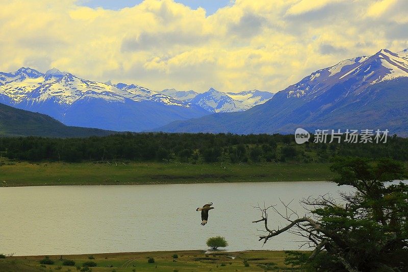 鹰在飞行，阿根廷巴塔哥尼亚附近的El Calafate，佩里托莫雷诺冰川